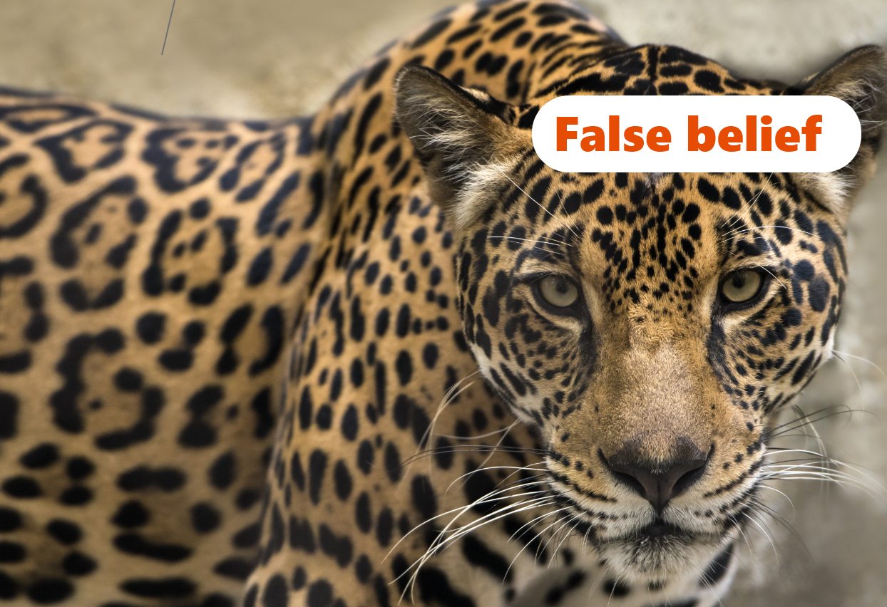 img False belief #4
