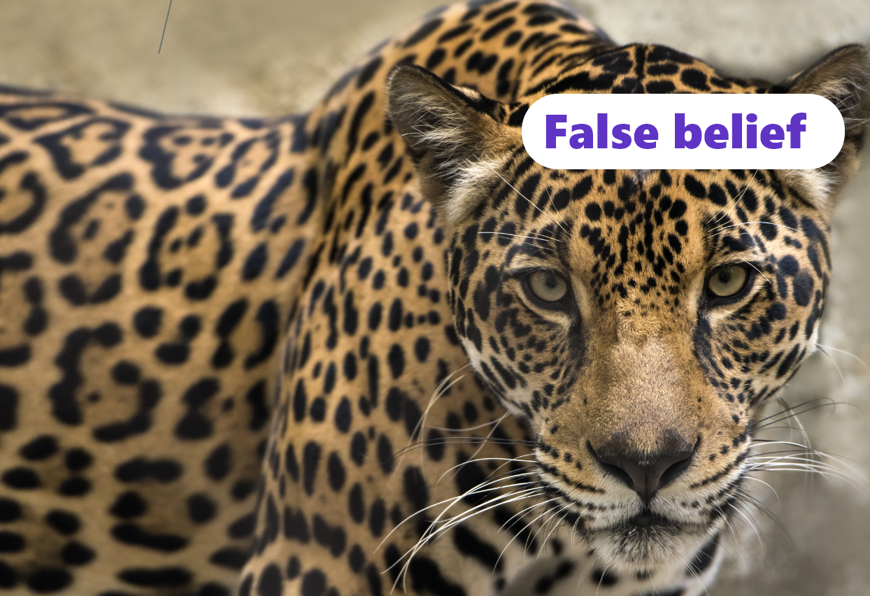 img False belief #3